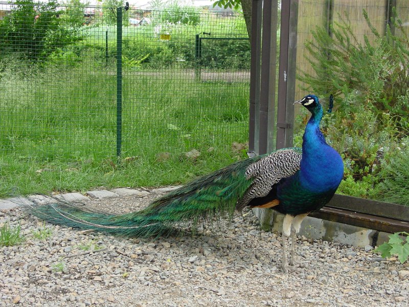 cz_124_zoo_plzen_A.jpg