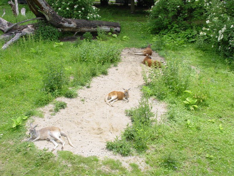 cz_126_zoo_plzen_A.jpg