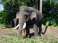 lk_383_pinnawala_olifanten_weeshuis_A