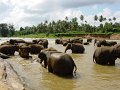 lk_399_pinnawala_olifanten_weeshuis_A