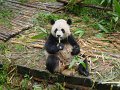 china_264_chengdu_panda_onderzoekscentrum_A