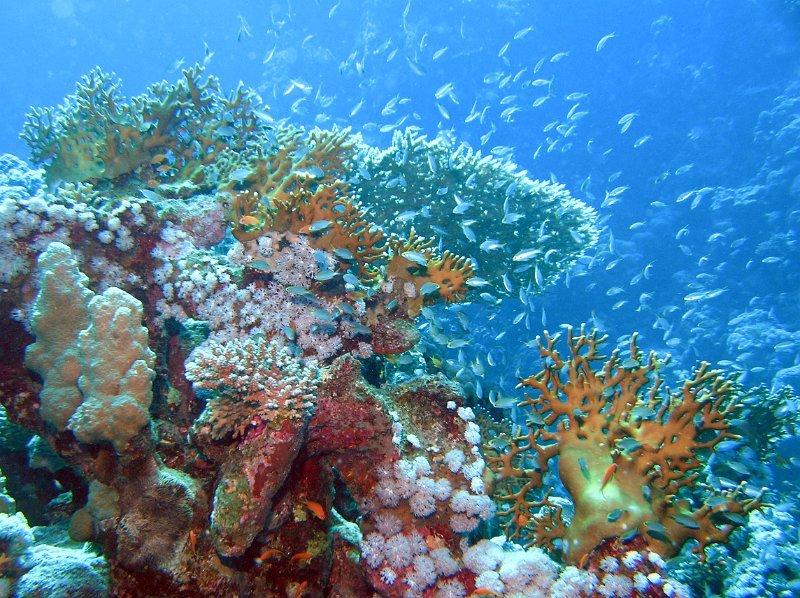 P4080015.JPG - OLYMPUS DIGITAL CAMERA