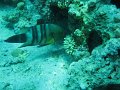 eg_130_taba_A