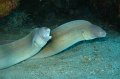 eg_213a_taba