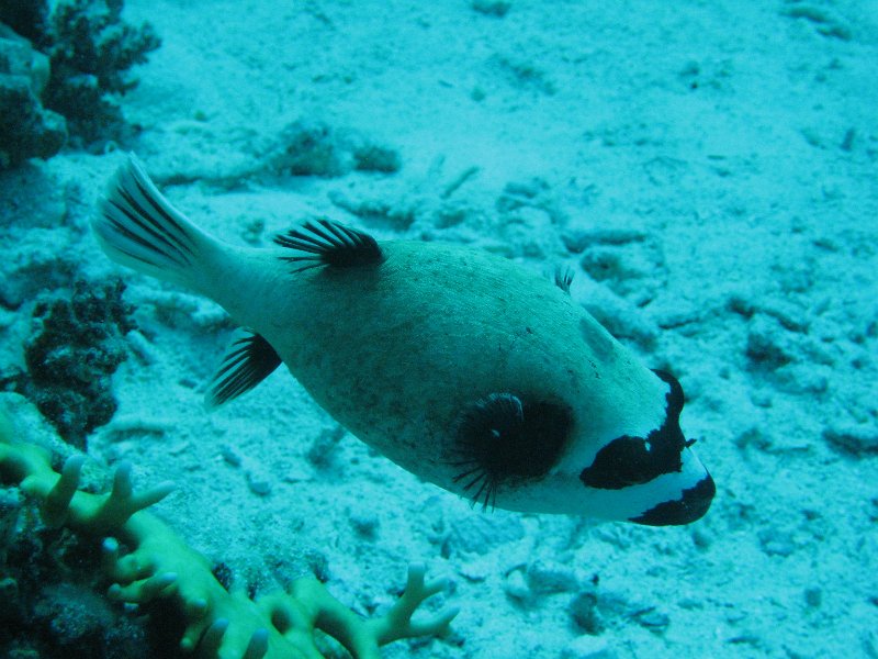 eg_080_hurghada_banana_reef_A.JPG