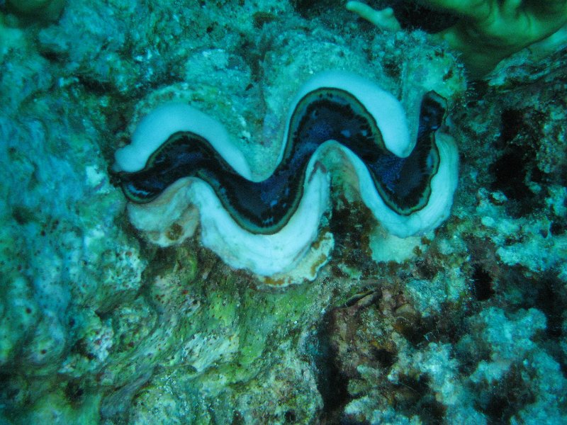 eg_081_hurghada_banana_reef_A.JPG