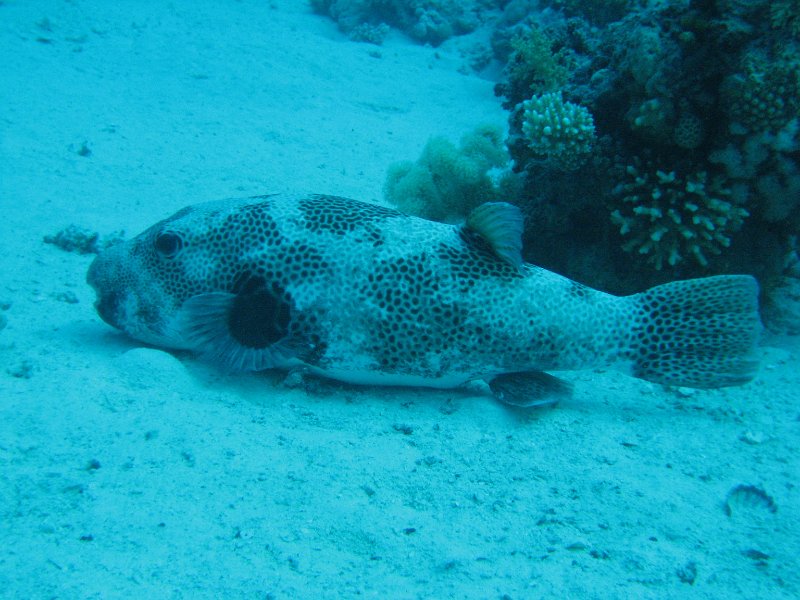 eg_086_hurghada_banana_reef_A.JPG