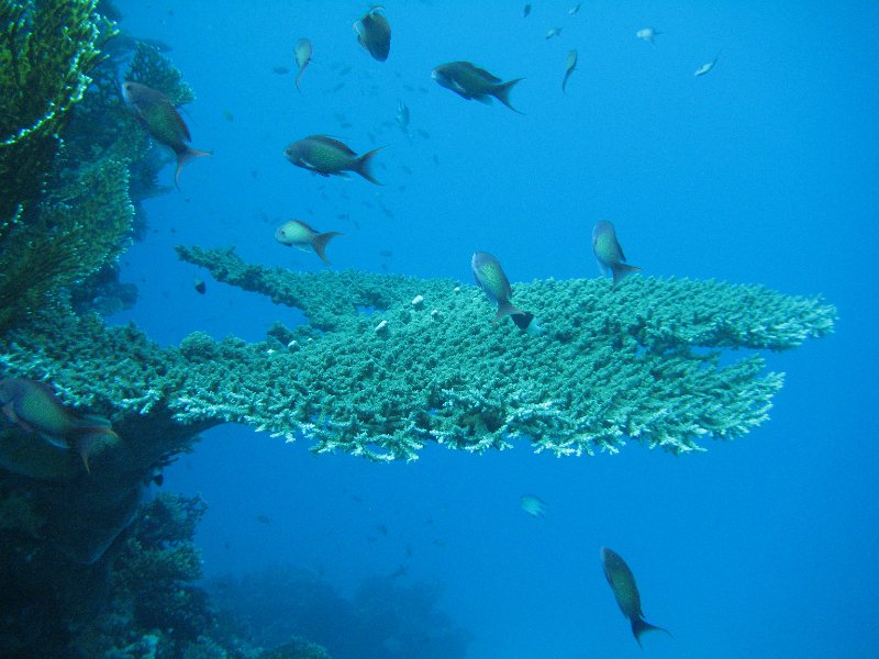 eg_091_hurghada_banana_reef_A.JPG