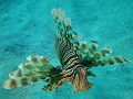 eg_197z_marsa_shagra