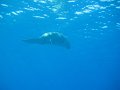 eg_215_marsa_shagra_A