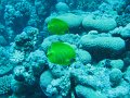 eg_262_marsa_shagra_A
