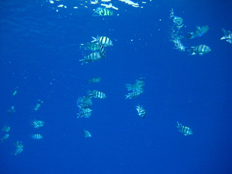 eg_172_sharm_el_sheikh_woodhouse_reef_A.JPG