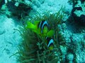 eg_029_sharm_el_sheikh_shark's_bay_A