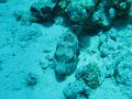 eg_030_sharm_el_sheikh_shark's_bay_A