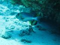 eg_035_sharm_el_sheikh_shark's_bay_A