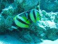 eg_036_sharm_el_sheikh_shark's_bay_A