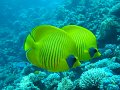eg_156_hurghada_malag_disha_A
