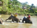 th_2011_350p_chiang_mai_olifanten_kamp