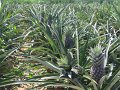 th_2011_605a_ban_nam_chon_ananas_plantage