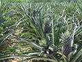 th_2011_605a_ban_nam_chon_ananas_plantage