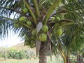 th_2011_606a_ban_nam_chon_ananas_plantage