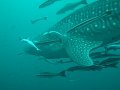 th_2011_708_koh_tao_sail_rock_A