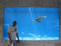 aw_2012_176e_curacao_sea_quarium