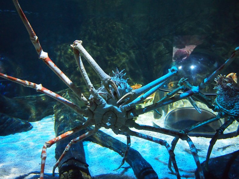 dk_2013_257_billund_legoland_atlantis_sealife_A.JPG